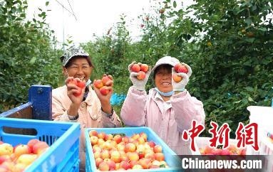 圖為興安盟沙果迎豐收?！】朴仪捌煳麄鞑抗﹫D