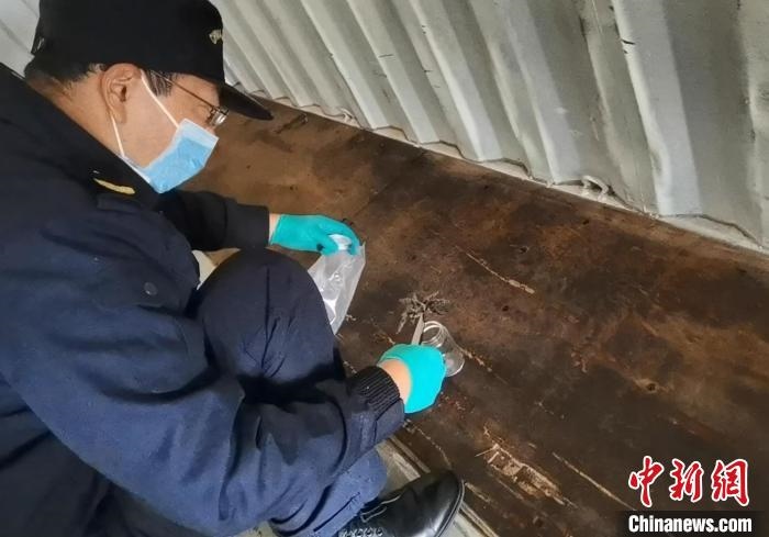 張家港海關(guān)工作人員截獲捕鳥蛛?！⊥踅〕?攝