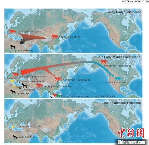非洲野犬-異豺支系的演化脈絡(luò)圖?！≈锌圃汗偶棺邓?供圖