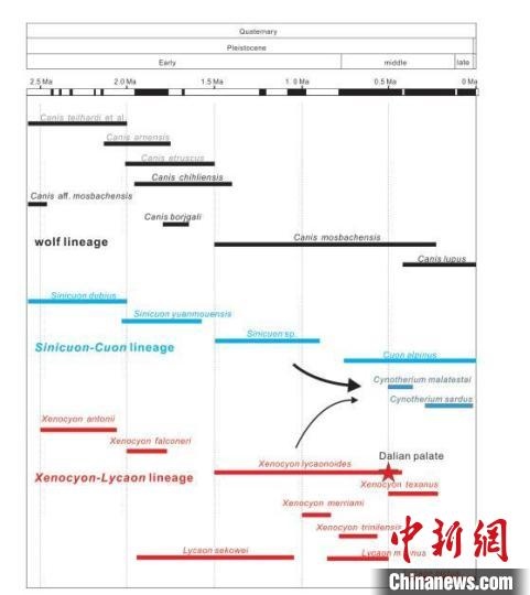 第四紀(jì)主要犬族成員分布年代圖。　中科院古脊椎所 供圖