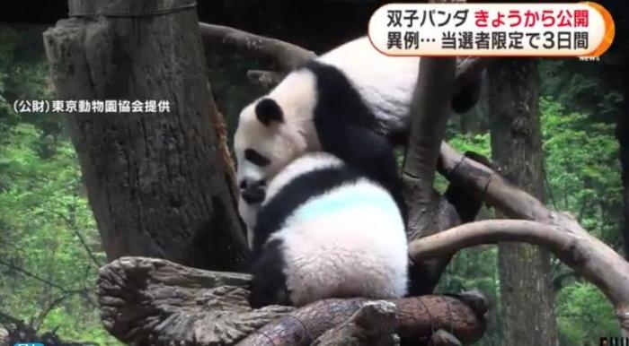 12日，日本東京上野動物園的旅日雙胞胎熊貓開始同游客見面。(圖片來源：日本富士電視臺視頻截圖)