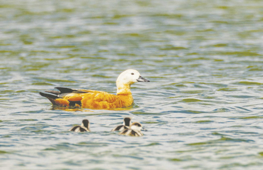 1760671446585146.jpg 文旅4.jpg