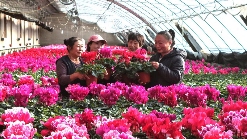 1772266799932972.png 赤峰市民在林西鎮(zhèn)花卉大棚里選購鮮花 李富 攝.png