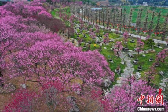 2月23日，航拍乾藝梅園景區(qū)綻放的梅花。瞿宏倫 攝