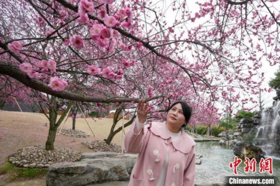 2月23日，市民在乾藝梅園景區(qū)觀賞綻放的梅花。陳興輝 攝