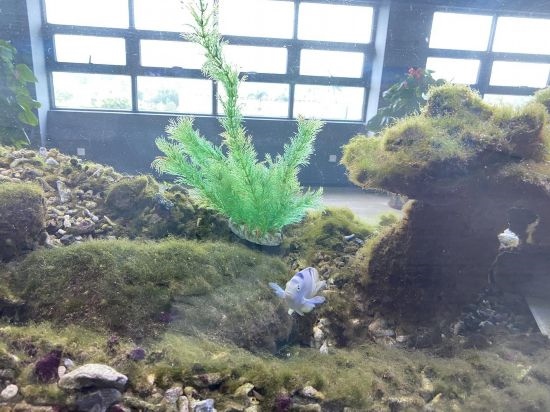 圖為寶鋼湛江鋼鐵水控中心，觀賞海魚在鋼渣漁礁里游動