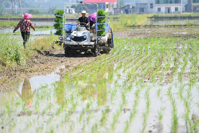 △2023年4月26日，湖南湘潭市雨湖區(qū)姜畬鎮(zhèn)易建河村的一處高標(biāo)準(zhǔn)農(nóng)田，農(nóng)民駕駛插秧機(jī)插秧。