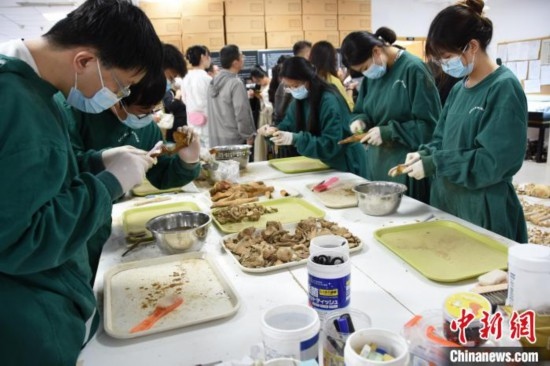 圖為鄭州大學在校大學生正在清理骨骼標本。王宇 攝