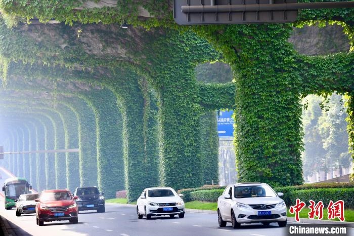車輛從長滿爬山虎的橋墩旁經過。　張浪 攝