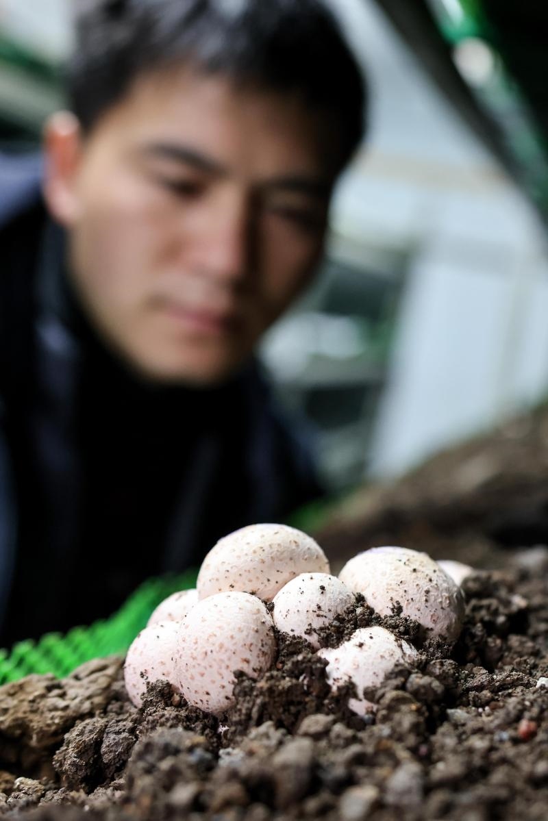 工作人員在貴陽市白云區(qū)食用菌產(chǎn)業(yè)示范園智能菇房內(nèi)查看菌菇生長情況（2022年2月14日攝）。新華社記者 歐東衢 攝