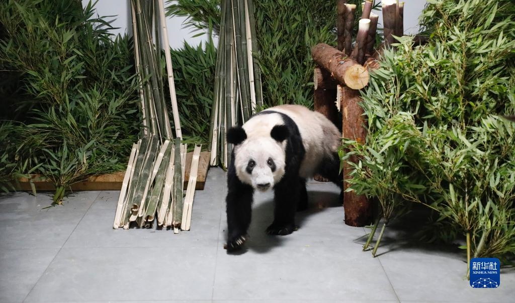 5月29日，大熊貓“丫丫”回到北京動物園。新華社發(fā)（付卓新 攝）