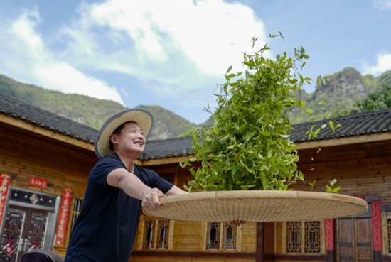 2023年4月19日，重慶市南川區(qū)德隆鎮(zhèn)茶樹村一個居民點，制茶工藝傳承人在幫助村民翻曬新鮮茶葉。
