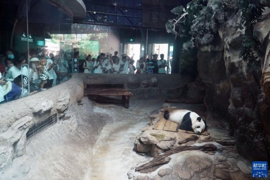 6月22日，游客在北京動物園大熊貓館參觀。新華社記者 任超 攝