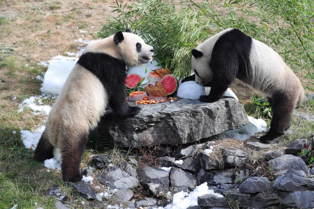 在比利時(shí)天堂動(dòng)物園，大熊貓“寶弟”（左）、“寶妹”享用“生日大餐”。