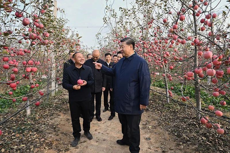△2022年10月26日，陜西延安高橋鎮(zhèn)南溝村，習近平總書記走進果園，向現(xiàn)場采摘的果農了解蘋果收成。