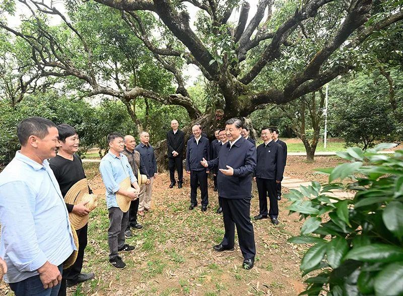 △今年4月11日，習近平總書記在廣東茂名高州市根子鎮(zhèn)柏橋村荔枝種植園，同現(xiàn)場技術人員親切交流。