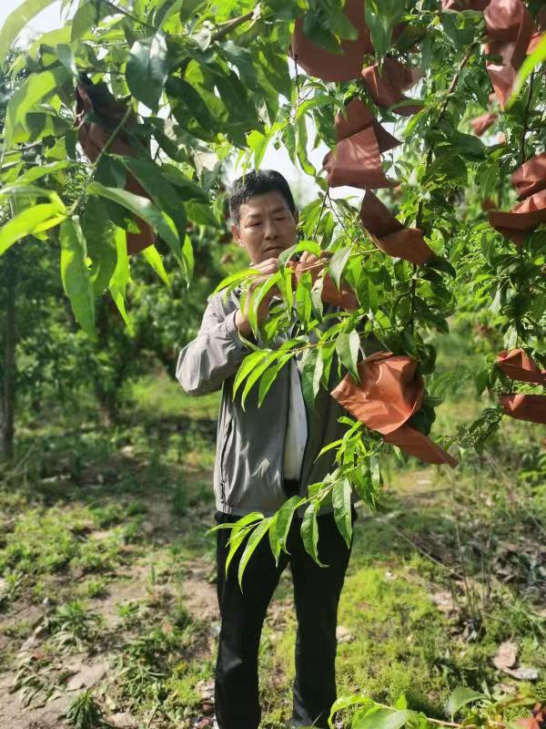 河南長垣樊相鎮(zhèn)谷寨采摘園。王紹紹攝