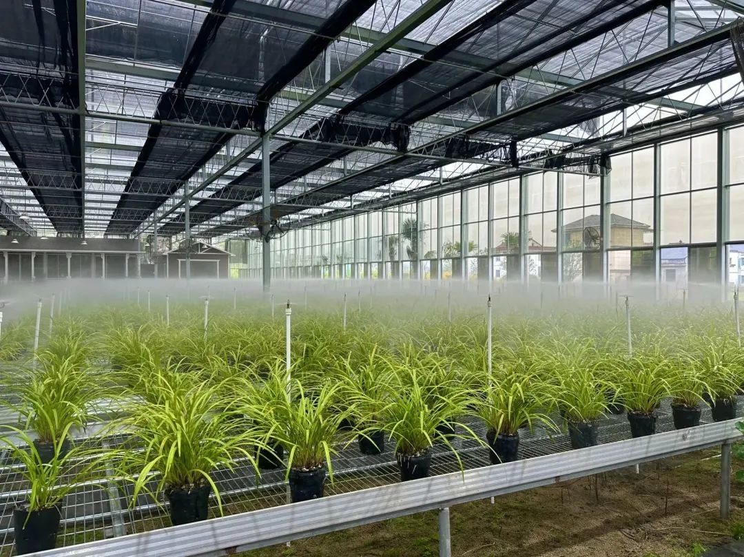 浙江省紹興市柯橋區(qū)漓渚鎮(zhèn)棠棣村的蘭花種植基地。靜玄 攝