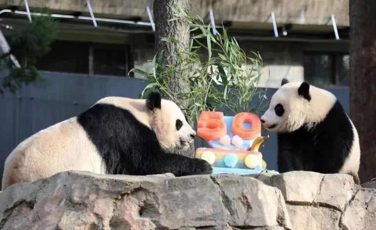 2022年，美國(guó)國(guó)家動(dòng)物園舉辦活動(dòng)慶祝大熊貓抵美50周年，園方為大熊貓“美香”“添添”和“小奇跡”一家三口準(zhǔn)備了有“50”字樣的冰凍水果蛋糕。（圖片來源：雅安市廣播電視臺(tái)）