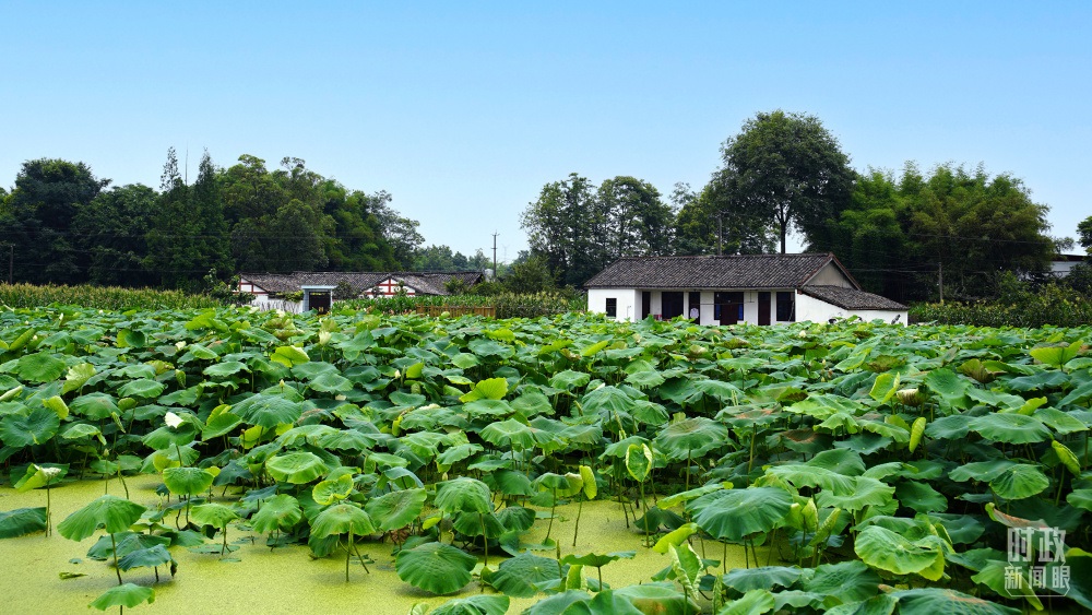 四川眉山，永豐村荷塘。2022年6月，習(xí)近平曾到此調(diào)研鄉(xiāng)村振興情況。（總臺(tái)央廣記者潘毅拍攝）