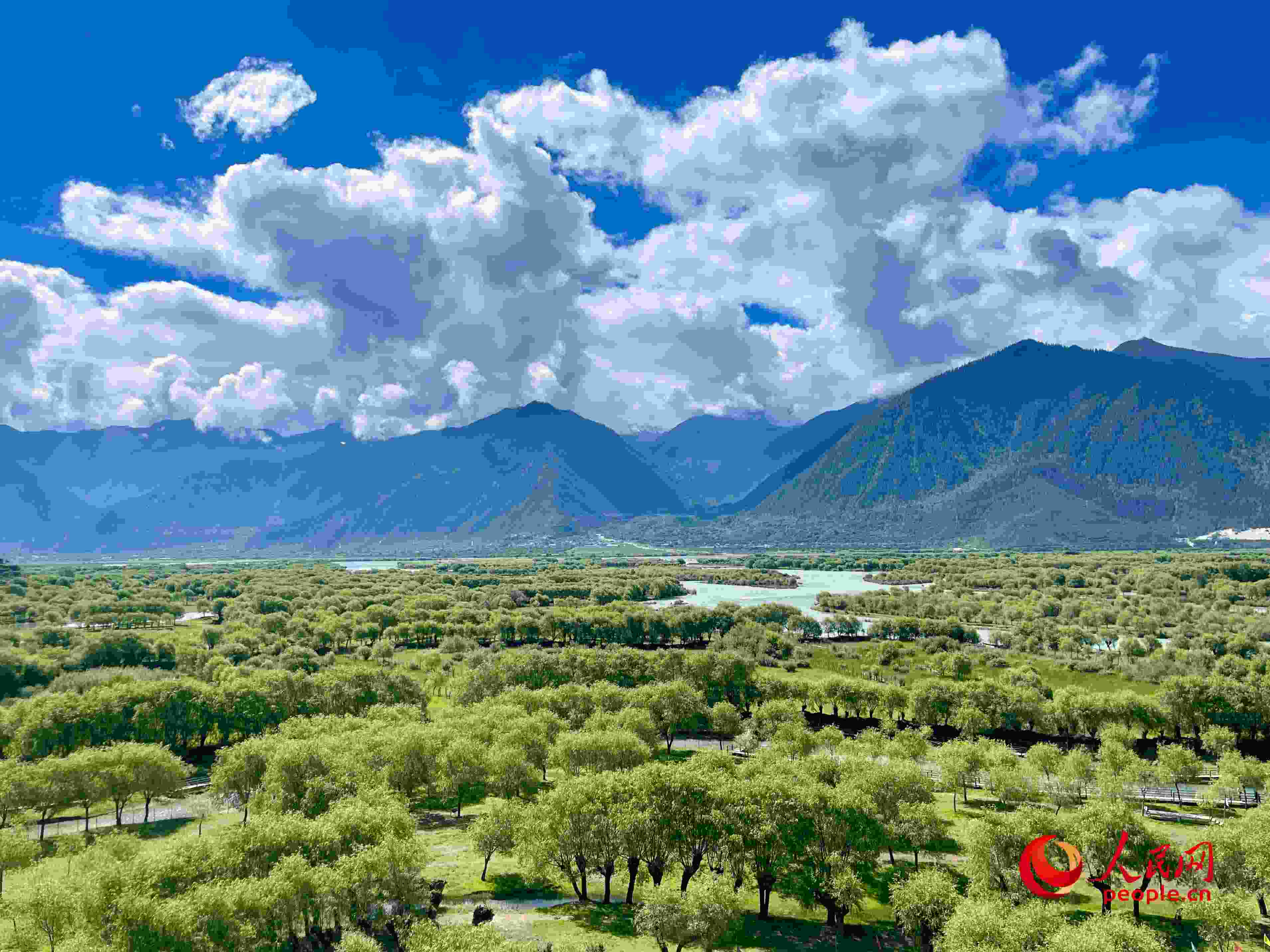 夏日的雅尼國家濕地公園生機盎然，如詩如畫。人民網(wǎng) 周靜圓攝