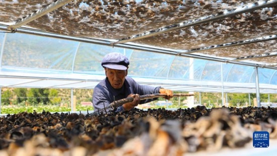 7月29日，在卓尼縣納浪鎮(zhèn)納浪村黑木耳種植基地，農(nóng)戶在翻曬黑木耳。