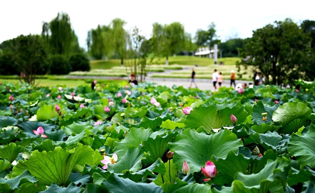 日前，陜西省漢中市漢江兩岸的天漢濕地公園內(nèi)，市民在休閑賞景。新華社記者 劉瀟 攝