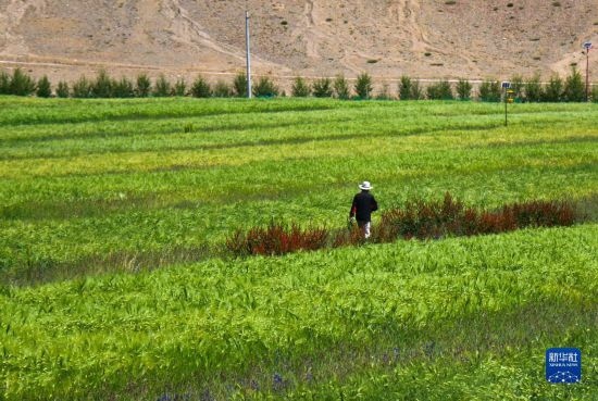 8月12日，西藏阿里地區(qū)普蘭縣赤德村村民在一片青稞田里行走。