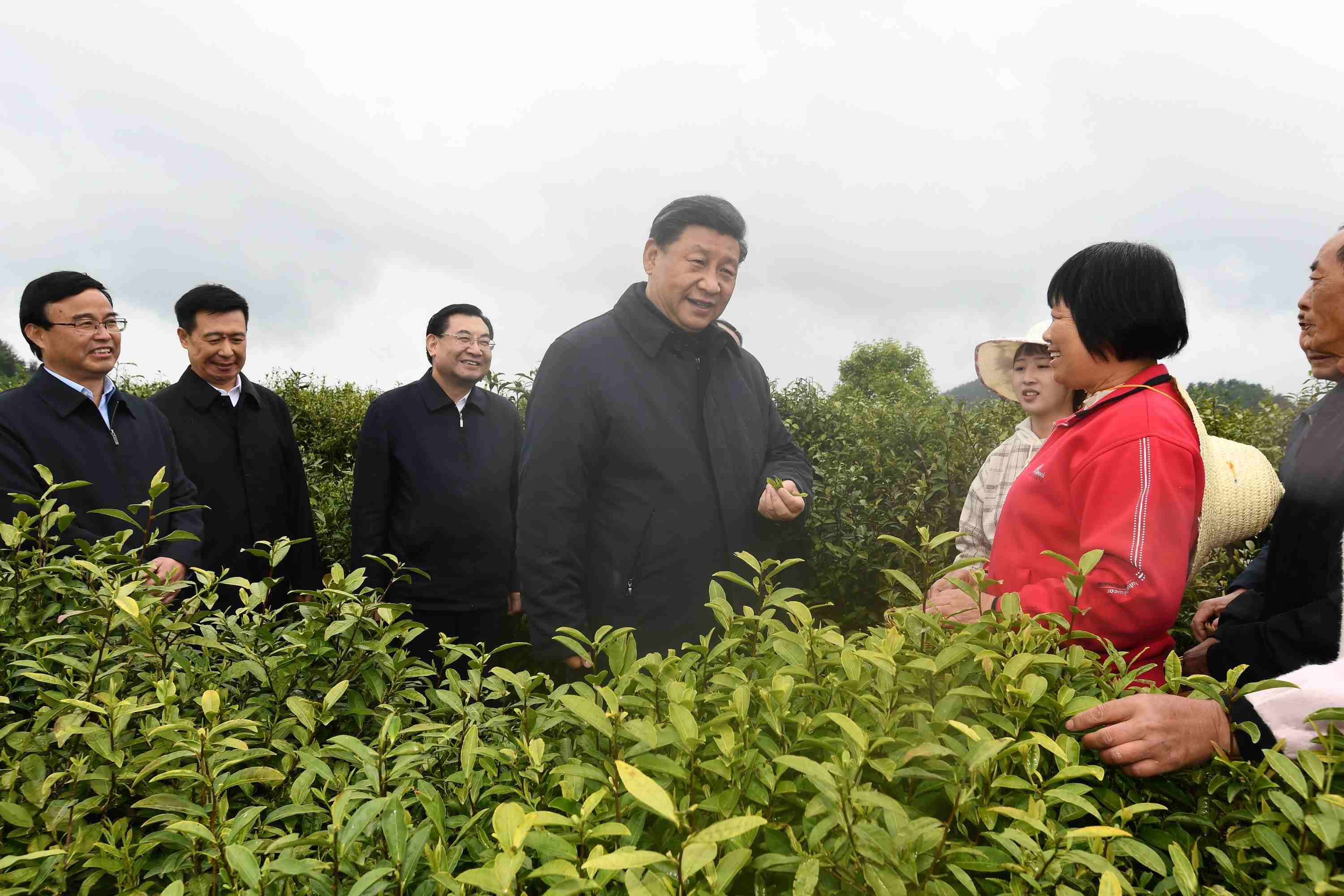 4月20日至23日，中共中央總書記、國家主席、中央軍委主席習(xí)近平在陜西考察。這是4月21日，習(xí)近平在安康市平利縣老縣鎮(zhèn)蔣家坪村女媧鳳凰茶業(yè)現(xiàn)代示范園區(qū)，同茶農(nóng)們親切交談。