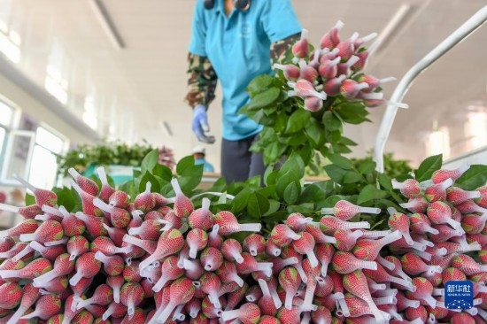 8月17日，農(nóng)民在吉林省德惠市朱城子鎮(zhèn)沿河村程雪家庭農(nóng)場打包玫瑰花。新華社記者 張楠 攝