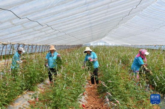 8月17日，農(nóng)民在吉林省德惠市朱城子鎮(zhèn)沿河村程雪家庭農(nóng)場采摘玫瑰花。新華社記者 張楠 攝
