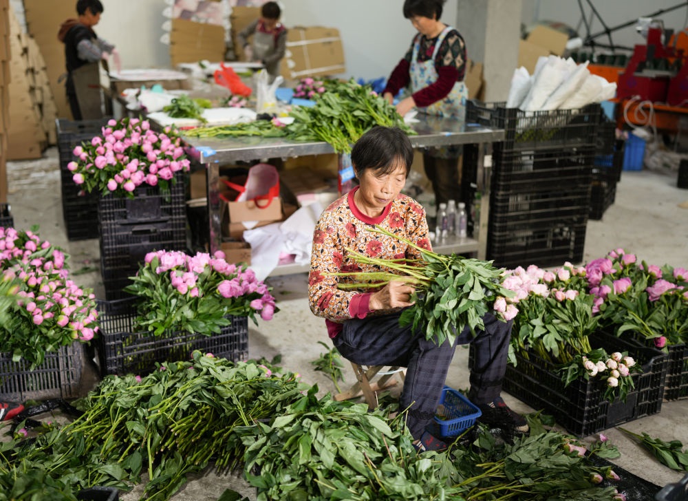 在浦江縣杭坪鎮(zhèn)烏漿村的鮮花種植基地，村民在處理芍藥鮮切花，準備發(fā)往各地（5月23日攝）。新華社記者 翁忻旸 攝