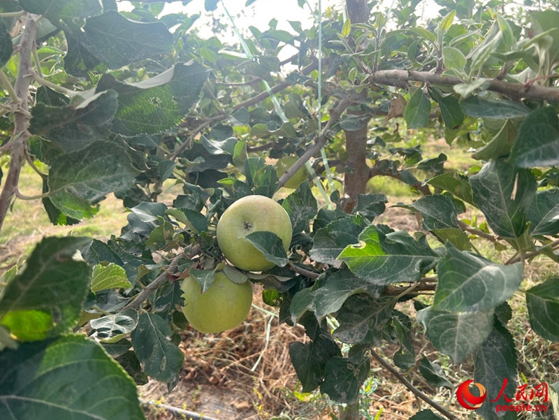 已有蘋果掛在枝頭，10月底即可成熟。人民網(wǎng)記者 常雪梅攝