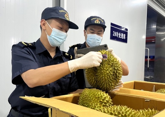 磨憨鐵路口岸綜合性指定監(jiān)管場地水果查驗區(qū)內(nèi)，海關(guān)關(guān)員正在查驗進口榴蓮。勐臘海關(guān)供圖