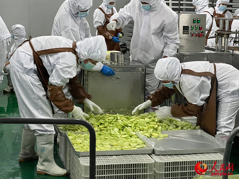 切片哈密瓜將被做成凍干食品。人民網(wǎng)記者 常雪梅攝