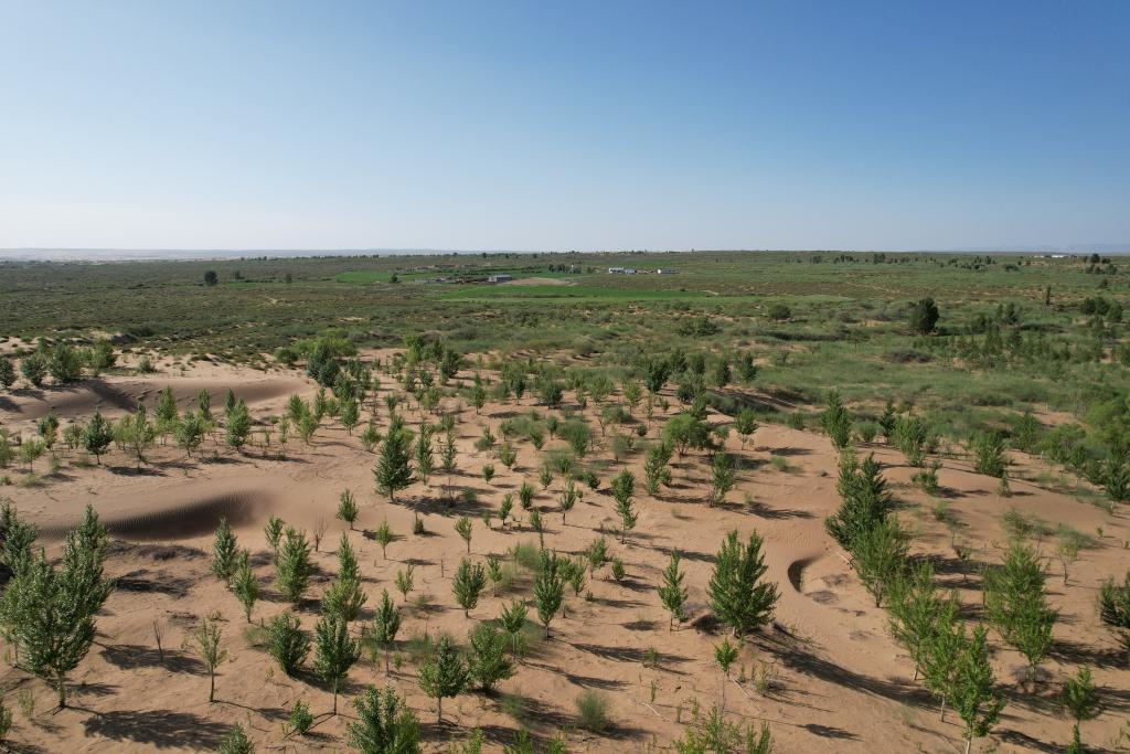 在庫布其沙漠腹地，牧民已讓10萬畝沙地變綠洲（無人機照片，2023年6月25日攝）。新華社記者李云平 攝