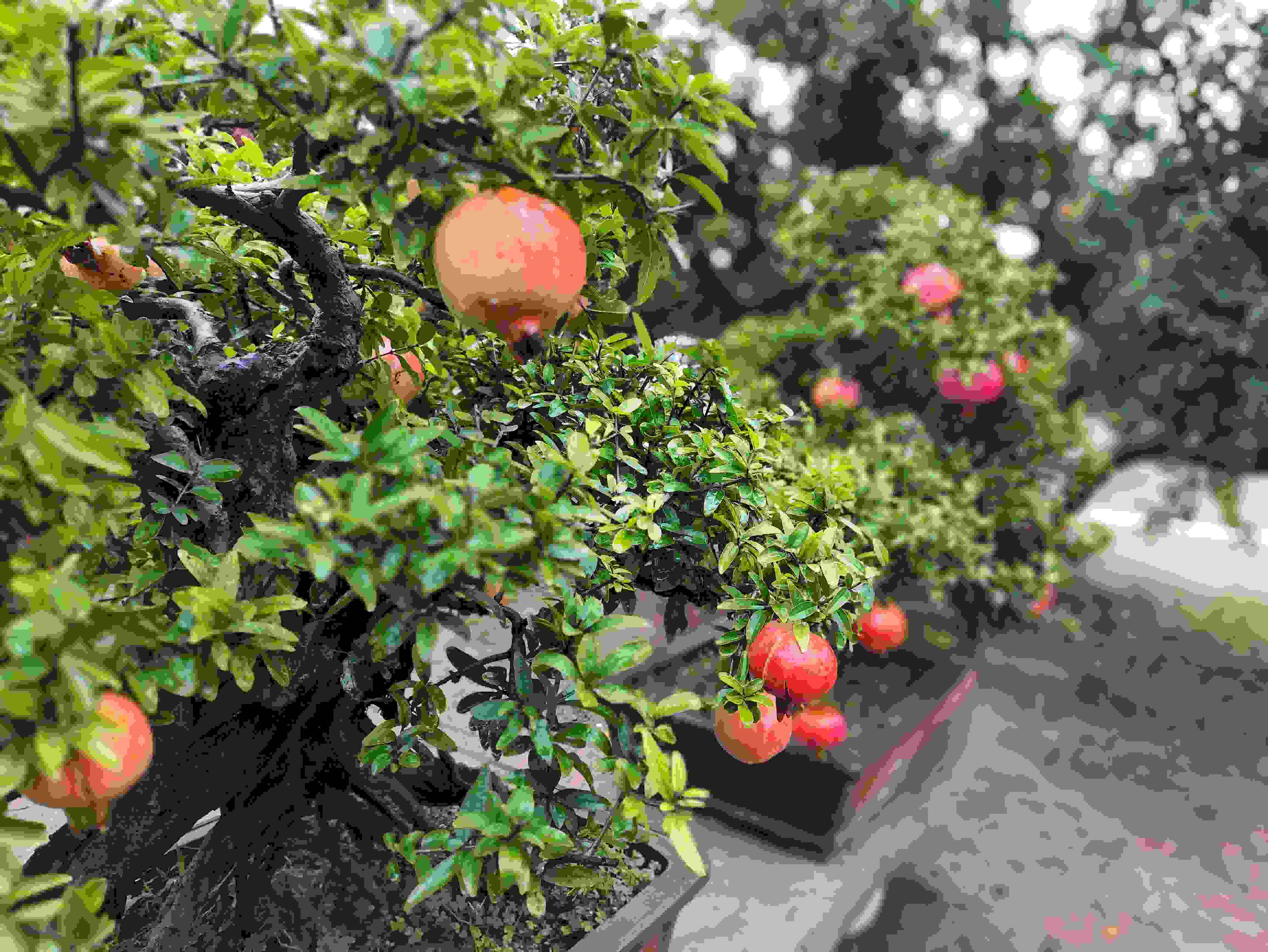 △石榴的發(fā)展帶動了當(dāng)?shù)厥衽杈爱a(chǎn)業(yè)。（總臺央視記者鐘信偉拍攝）