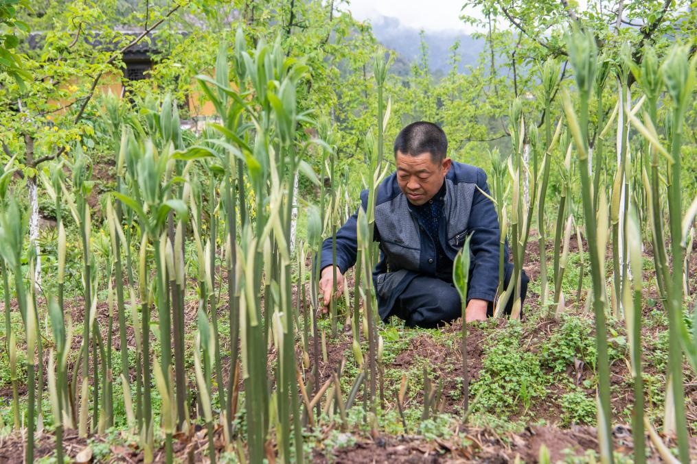 4月14日，村民陳朋在地里管護種植的黃精。新華社記者 唐奕 攝