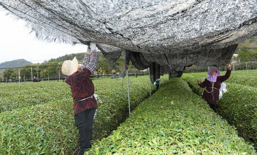  在浙江省紹興市越城區(qū)富盛鎮(zhèn)抹茶生產基地，農戶為茶樹拉遮陽網(wǎng)（2023年2月28日攝）。