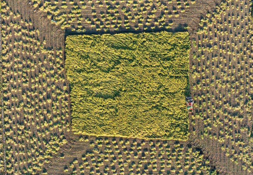 在吉林省舒蘭市平安鎮(zhèn)金星村，農(nóng)民駕駛農(nóng)機收割水稻（2023年9月21日攝，無人機照片）。新華社記者 張楠 攝