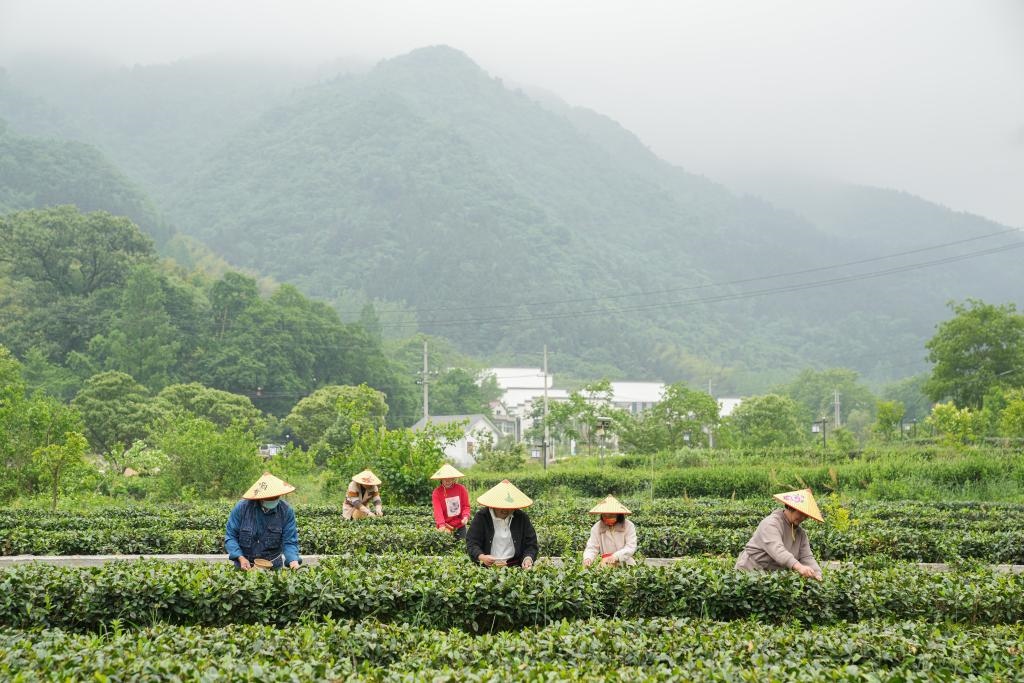 2022年5月11日，村民在大灣村生態(tài)茶園內(nèi)采摘茶葉。新華社記者杜宇攝