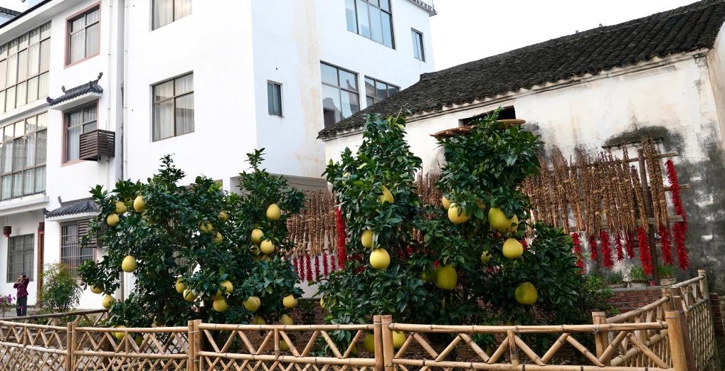 近日在江西省上饒市婺源縣秋口鎮(zhèn)王村石門自然村拍攝的馬家柚。新華社記者 胡晨歡 攝