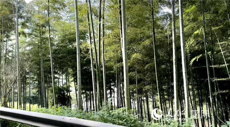 沿途中的竹林。人民網(wǎng)記者 周雨攝
