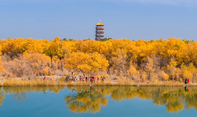 胡楊林金碧耀眼。蘭州局集團(tuán)公司融媒體中心供圖