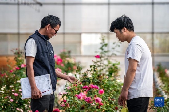 在云南省安寧市現(xiàn)代農(nóng)業(yè)園區(qū)玫瑰種植示范園，技術(shù)員田連通（左）在和同事交流（10月20日攝）。