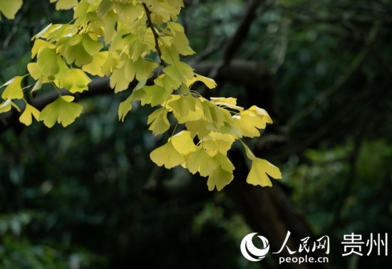 觀山湖公園秋意漸濃。人民網(wǎng) 陽(yáng)茜攝