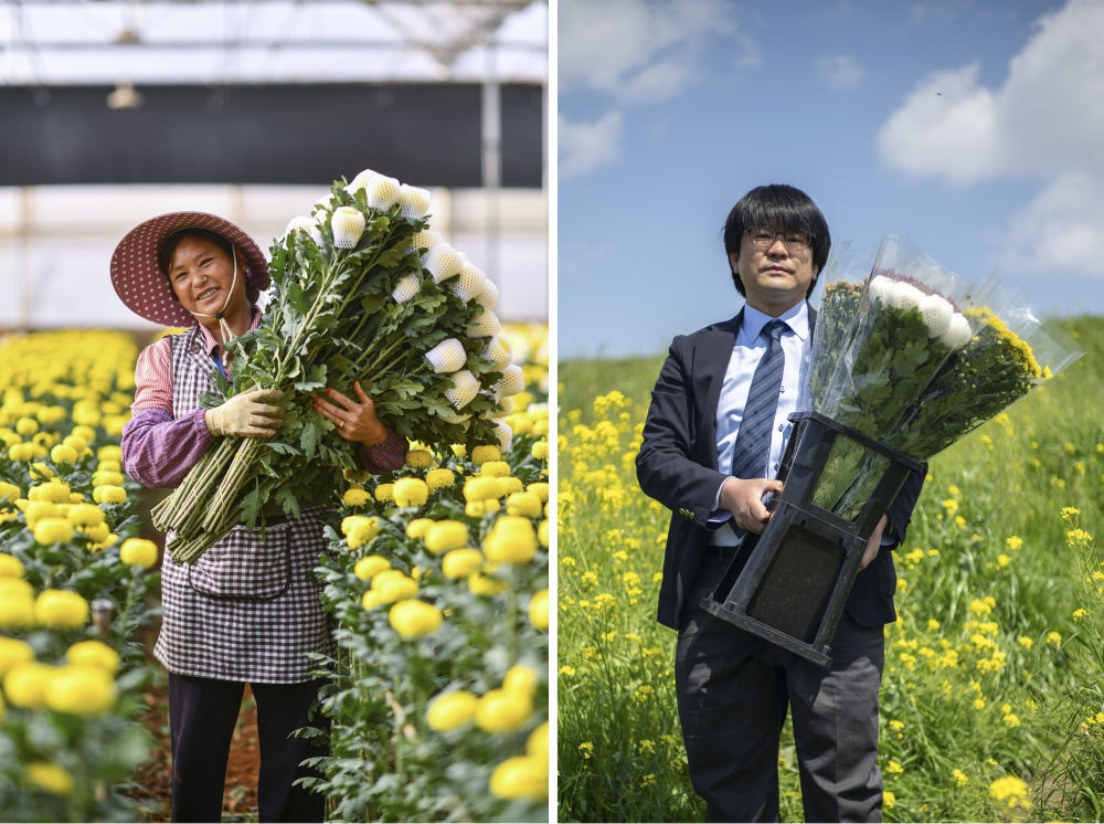 這張拼版照片中，左圖為2023年3月22日在中國云南省開遠市，花農李蘭英在采摘鮮花；右圖為2023年4月3日在日本埼玉縣三鄉(xiāng)市，經(jīng)營花卉公司的小西武為訂貨的花店送花。中國云南有著亞洲最大的鮮切花交易市場，一年可以賣出110億枝鮮切花。春季云南大量鮮花進入盛花期，各類鮮花通過冷鏈物流陸續(xù)進入日本市場，成為當?shù)厝松畹拿利慄c綴。