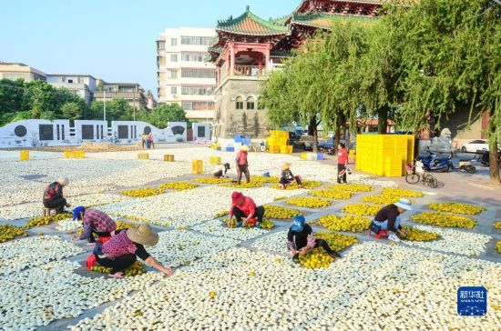 11月25日，在廣東省江門市新會區(qū)一處空地，人們對新會柑皮進行翻皮晾曬。