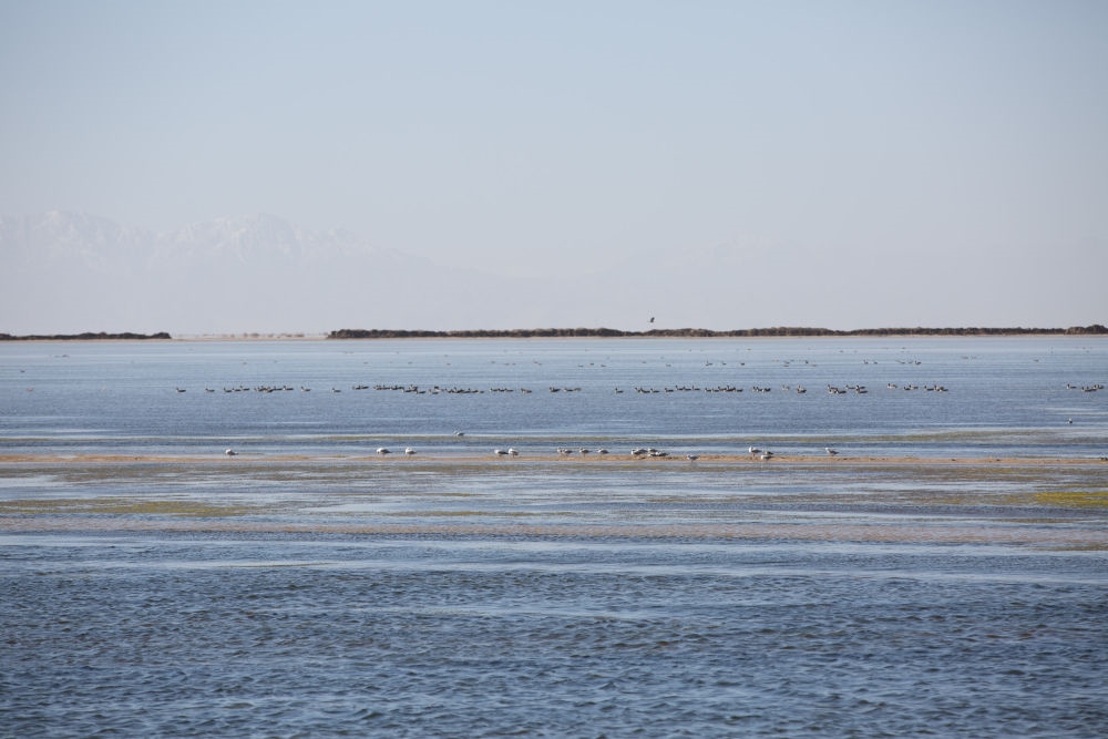 鳥兒在青海察爾汗鹽湖邊的淡水湖上棲息（2017年9月10日攝）。新華社記者 金立旺 攝