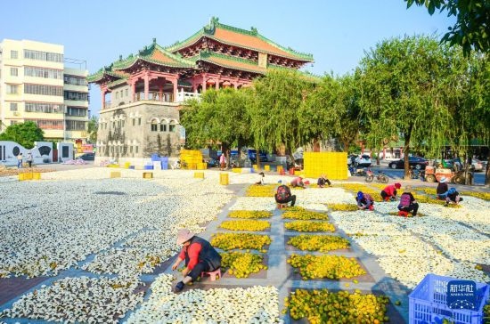11月25日，在廣東省江門市新會區(qū)一處空地，人們對新會柑皮進行翻皮晾曬。
